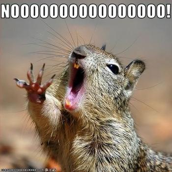 nooo squirrel