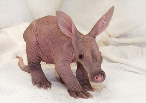 Baby Aardvark